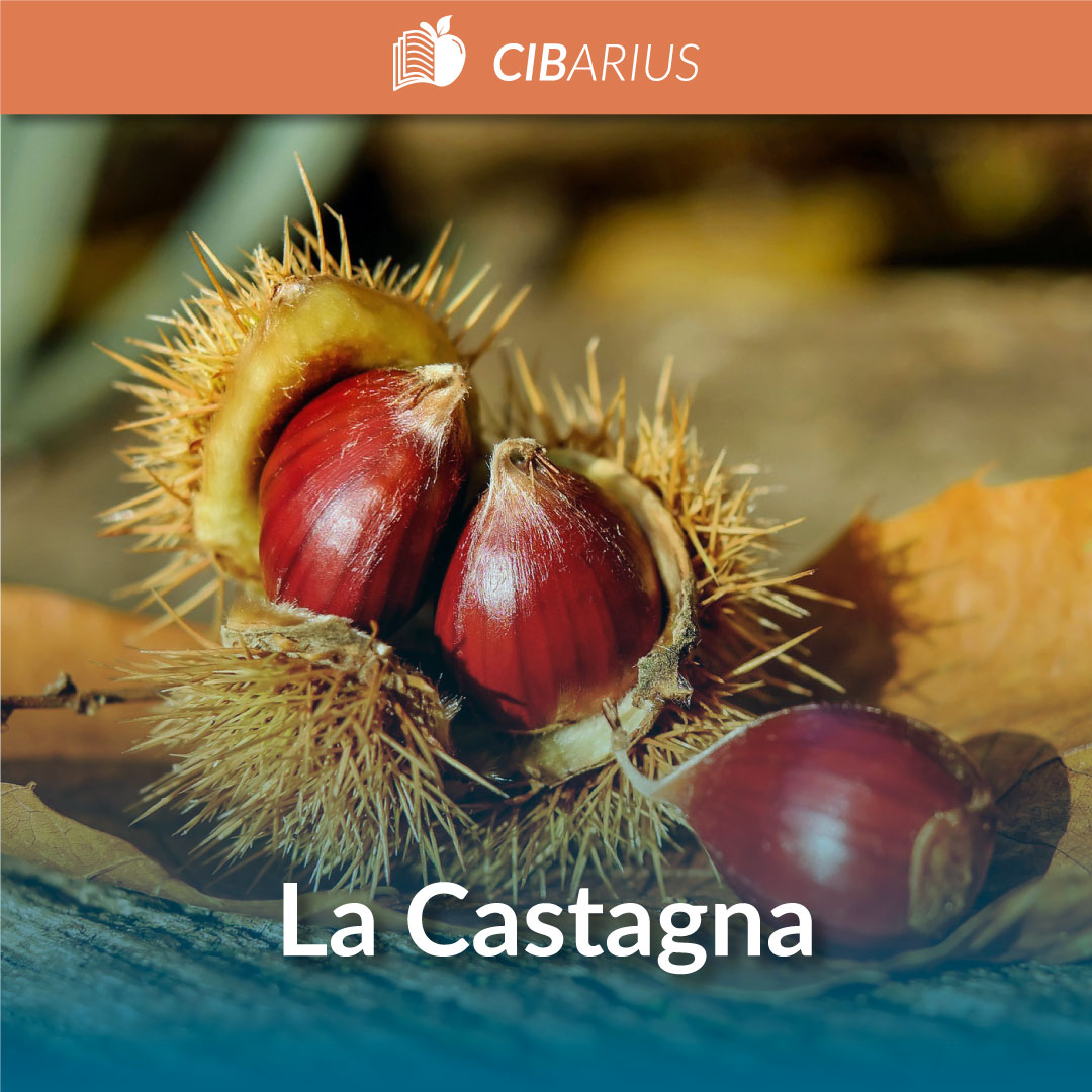 La Castagna Propriet Nutrizionali Controindicazioni E Storia La Castagna Propriet Nutrizionali Controindicazioni E Storia