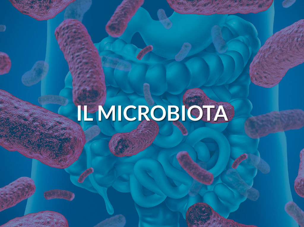 Approfondimento sul microbiota