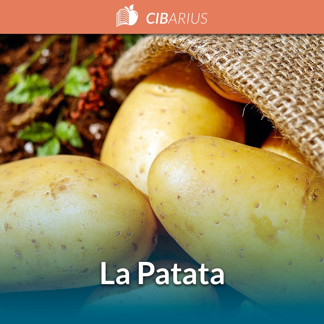 Il Patata: proprietà nutrizionali, controindicazioni e storia