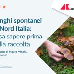Funghi spontanei in Nord Italia: cosa sapere prima della raccolta
