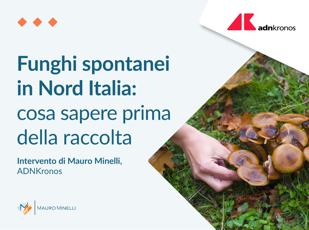 Funghi spontanei in Nord Italia: cosa sapere prima della raccolta
