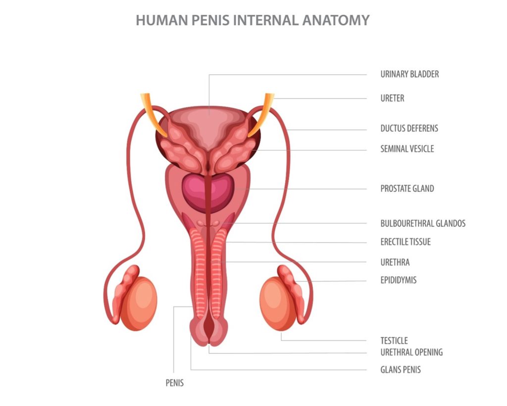 Anatomia interna del pene umano