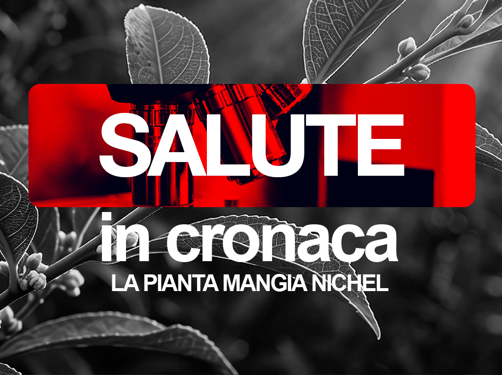 La pianta mangia nichel | Salute in cronaca