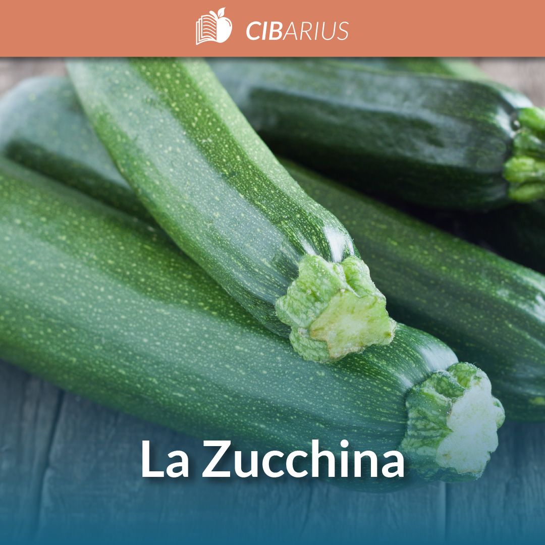 La Zucchina: proprietà nutrizionali, controindicazioni e storia